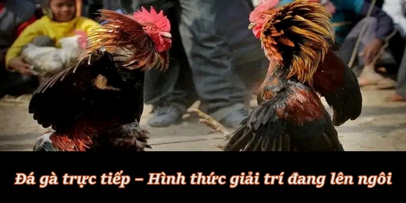 Vì sao đá gà trực tiếp trở thành lựa chọn số 1 của bet thủ? Vì sao đá gà trực tiếp trở thành lựa chọn số 1 của bet thủ?