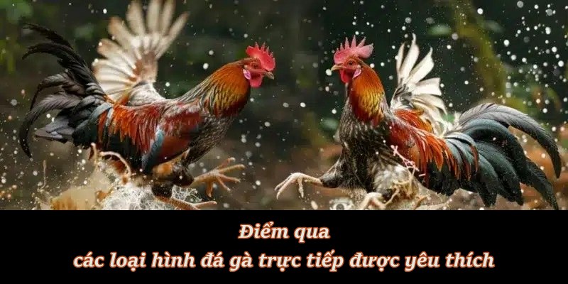 Các trận đá gà giao hữu và giải đấu chuyên nghiệp Các trận đá gà giao hữu và giải đấu chuyên nghiệp