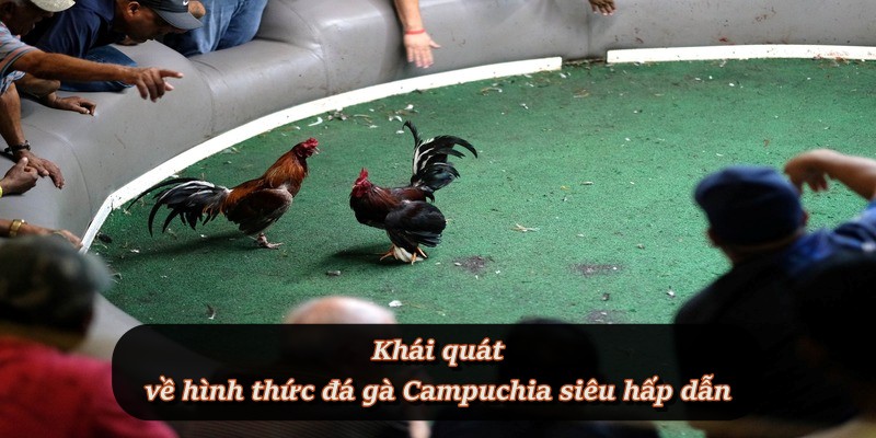 Giới thiệu tổng quan về đá gà Campuchia tại F8BET Giới thiệu tổng quan về đá gà Campuchia tại F8BET